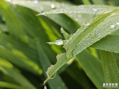 【生活的寫意】+ 花花草草