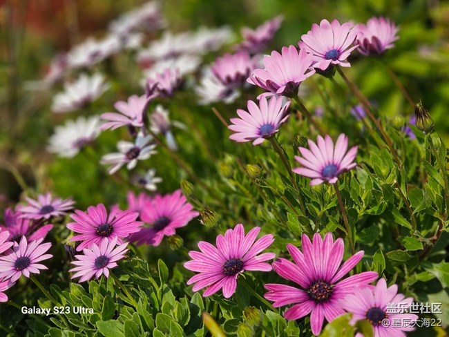 #花之語(yǔ)——非洲菊