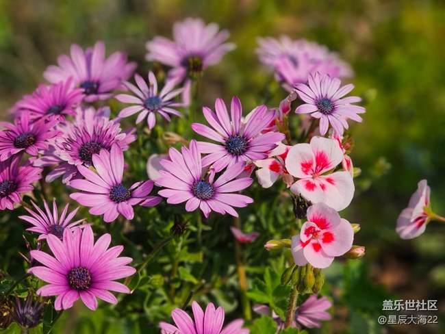 #花之語(yǔ)——非洲菊