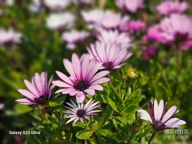 #花之語(yǔ)——非洲菊