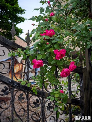 【生活的寫意】 春花