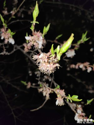 【三星手機(jī)的夜景】花謝花開