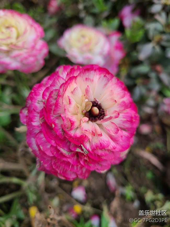 【共赴花期】春天花開