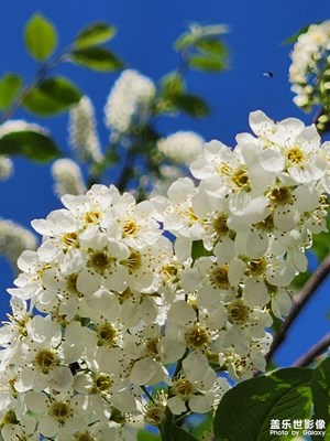 【生活的寫意】北美稠李