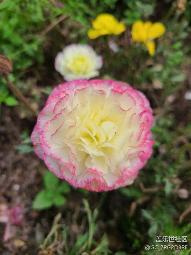 【共赴花期】春天花開