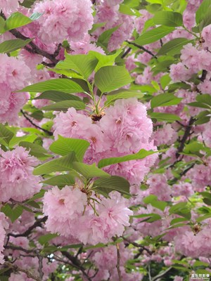 【生活的寫意】共赴花期