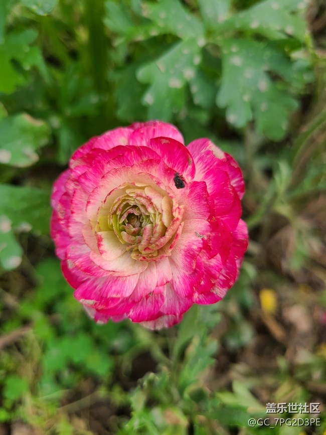 【共赴花期】春天花開