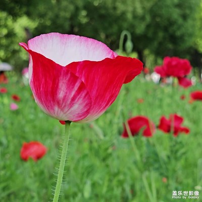 【生活的寫意】虞美人