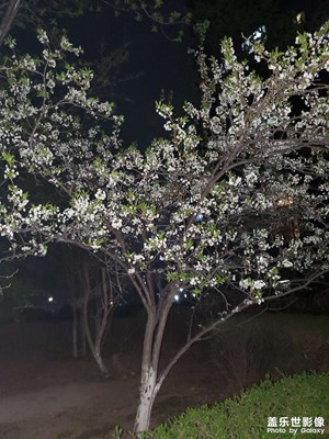 【三星手機的夜景】飯后轉轉