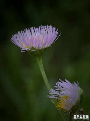 【生活的寫意】+堤上花開