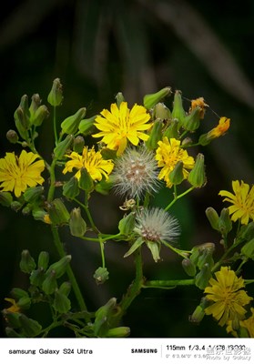 【生活的寫意】+堤上花開2