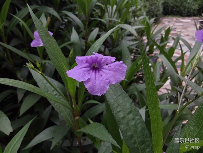 【草长莺飞】紫色的花