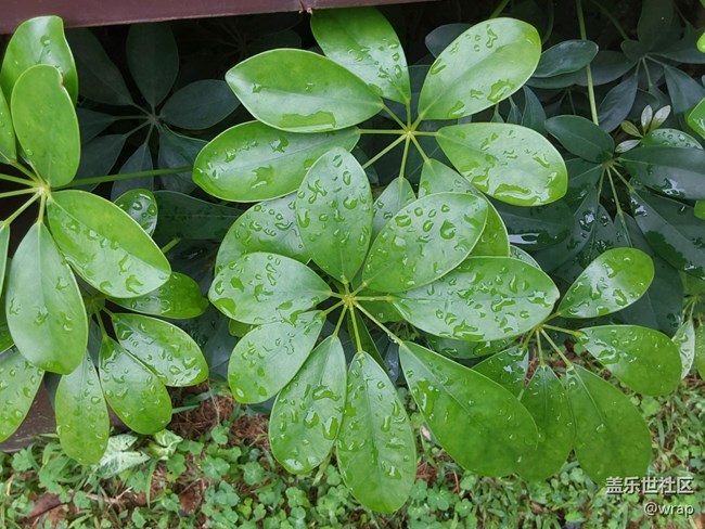 【春雨细润】沾满雨滴的植被