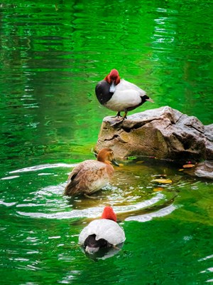 記錄美好瞬間，捕捉春天的氣息