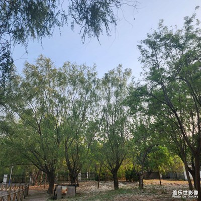 生活的寫意 清早隨拍