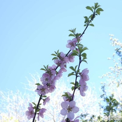 苔花如米小,也如牡丹開