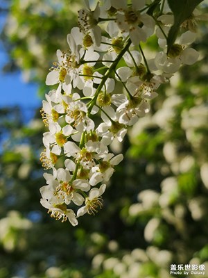 【生活的寫意】小區(qū)里的北美稠李