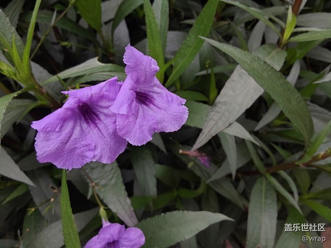 【草长莺飞】紫色的花