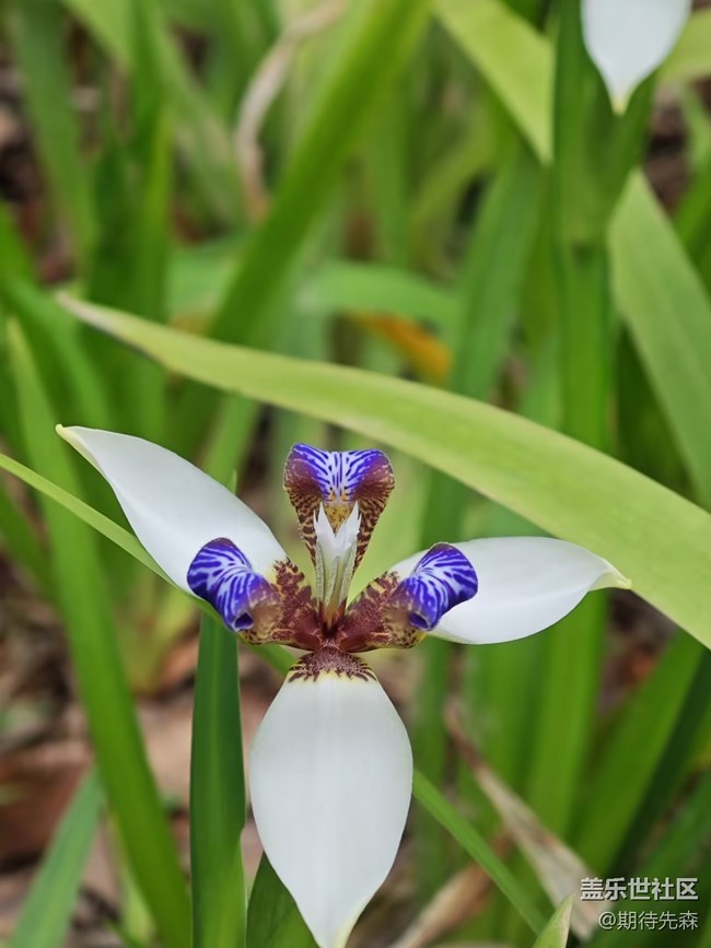 【共赴花期】+各花入各眼