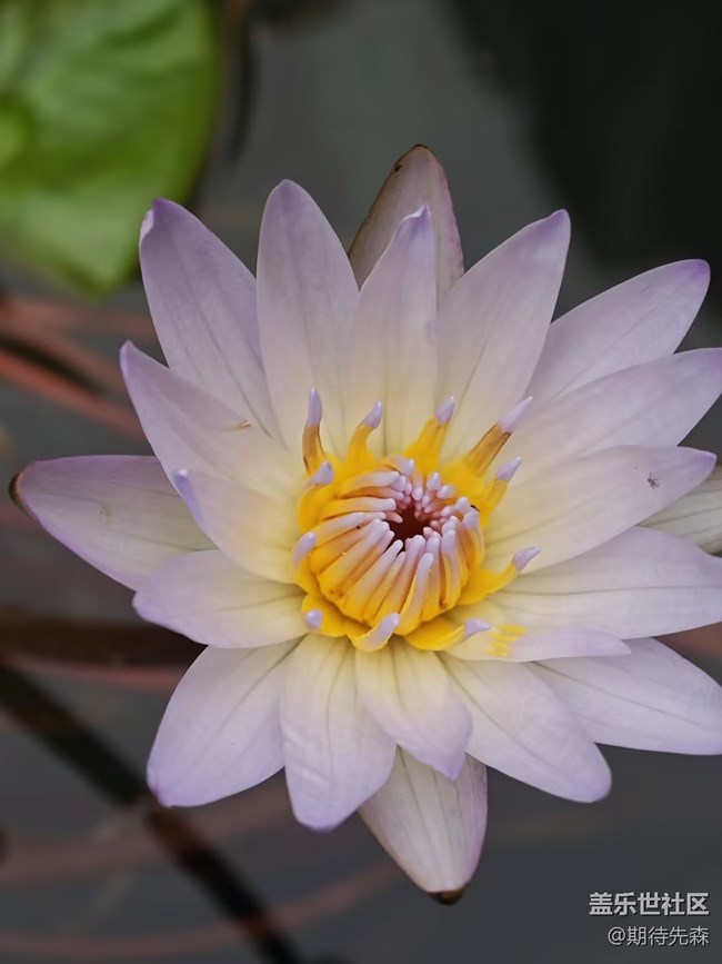 【共赴花期】+各花入各眼