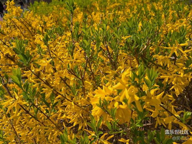 #花之語——美麗的花