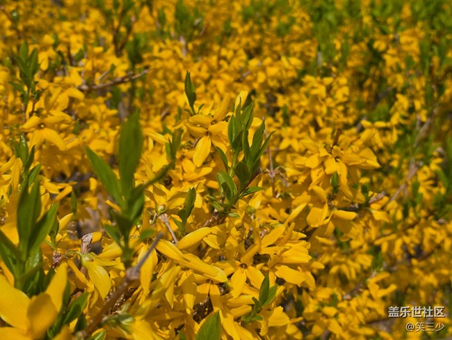 #花之語——美麗的花