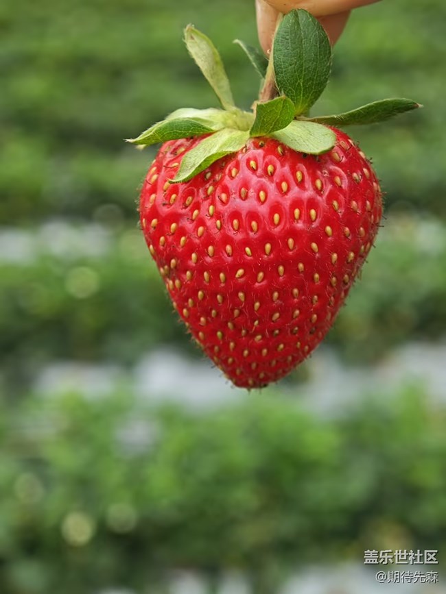【春风有信】+草莓采摘