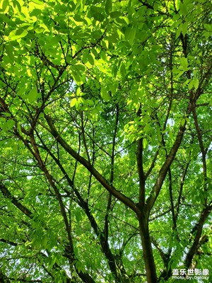 【生活的寫意】+悠閑自得