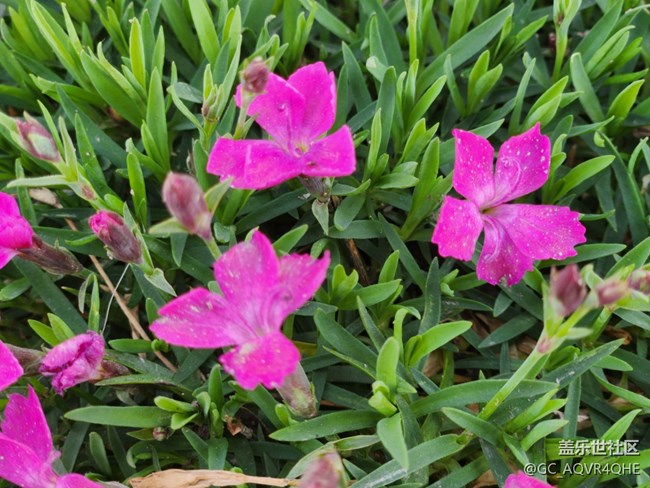 #花之語(yǔ)——春暖花開(kāi)