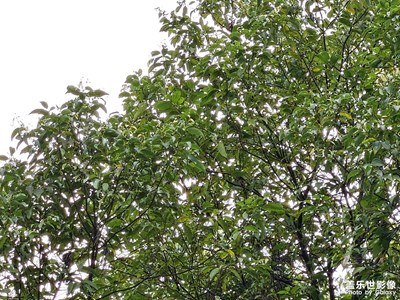 【生活的寫意】+綠植