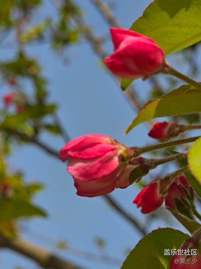 #花之語——美麗的花