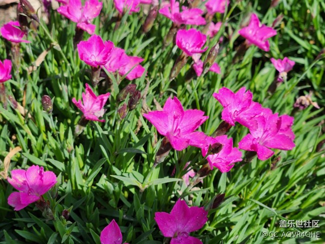 #花之語(yǔ)——春暖花開(kāi)