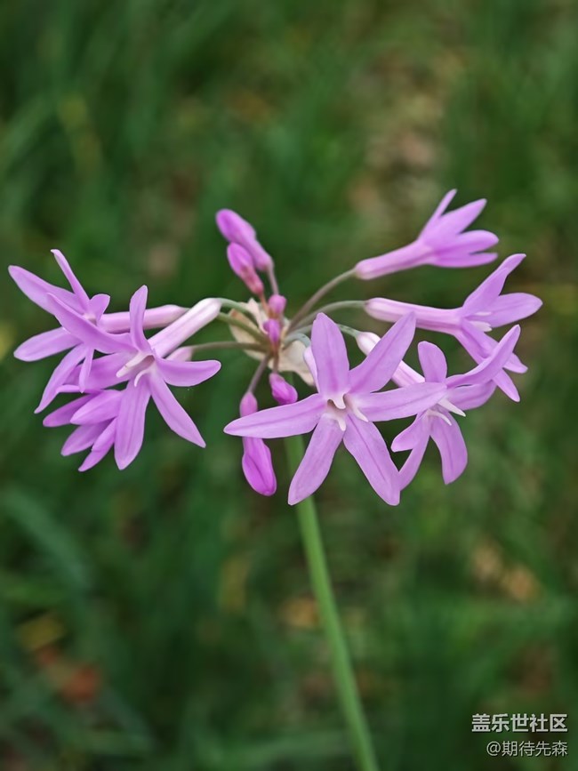 【共赴花期】+各花入各眼