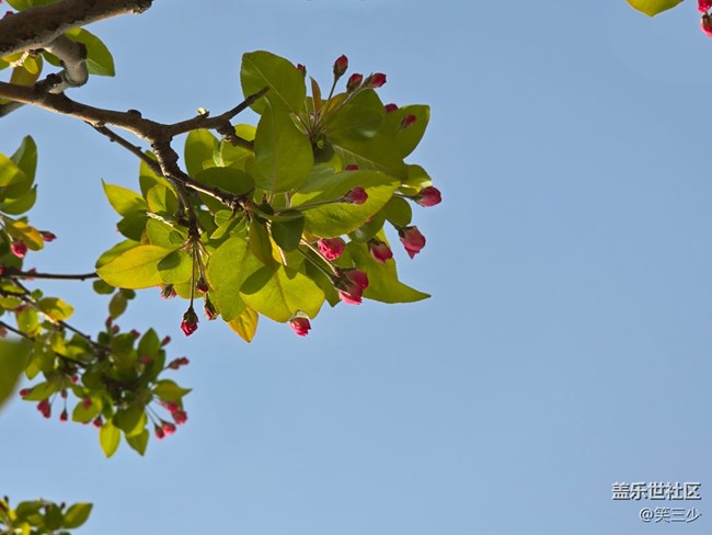 #花之語——美麗的花