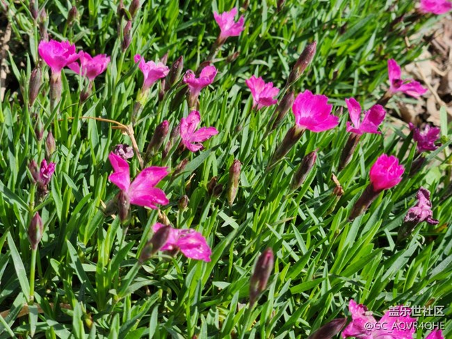 #花之語(yǔ)——春暖花開(kāi)