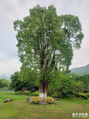 【最美人間四月天】+?綠意盎然