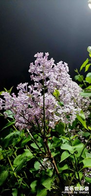 【最美人間四月天】+?浪漫四月