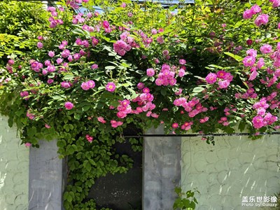 【最美人間四月天】滬上仲春芳菲日