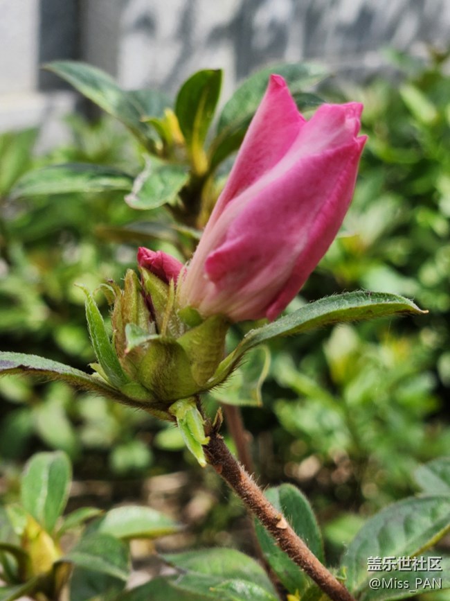 【春日影像詩】+紅花配綠葉