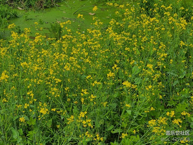 【菜花香】菜花飄香