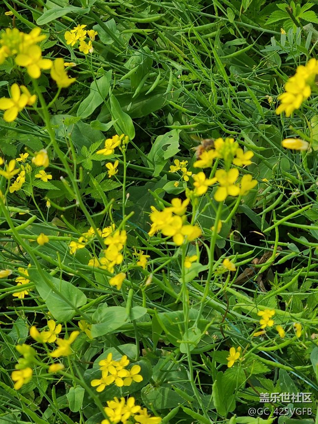 【菜花香】菜花飄香