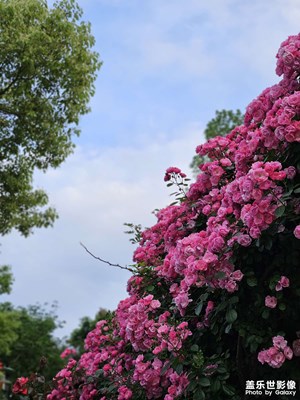 【最美人間四月天】四月最美屬薔薇