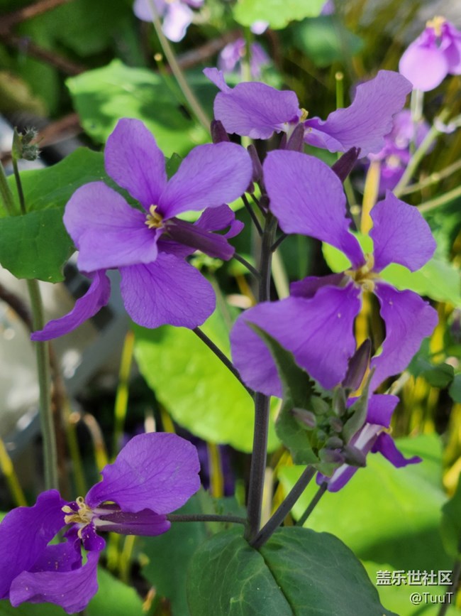 【春日影像詩】+四瓣花