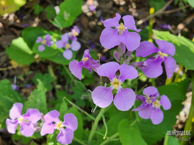 【春日影像詩】+四瓣花