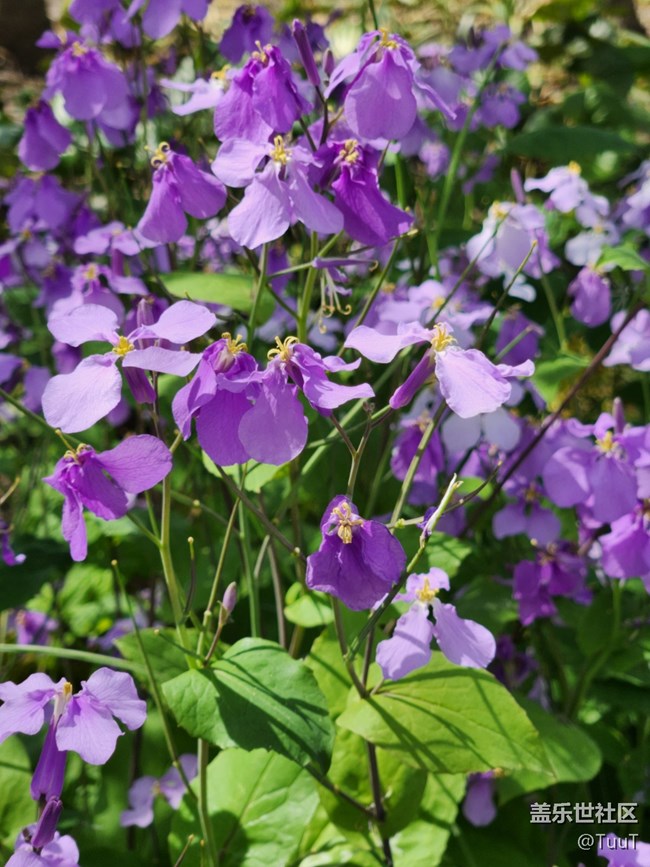 【春日影像詩】+四瓣花
