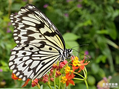 【最美人間四月天】偶入蝴蝶谷