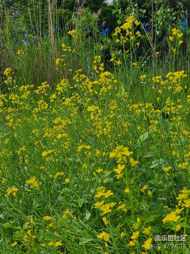 【菜花香】菜花飄香