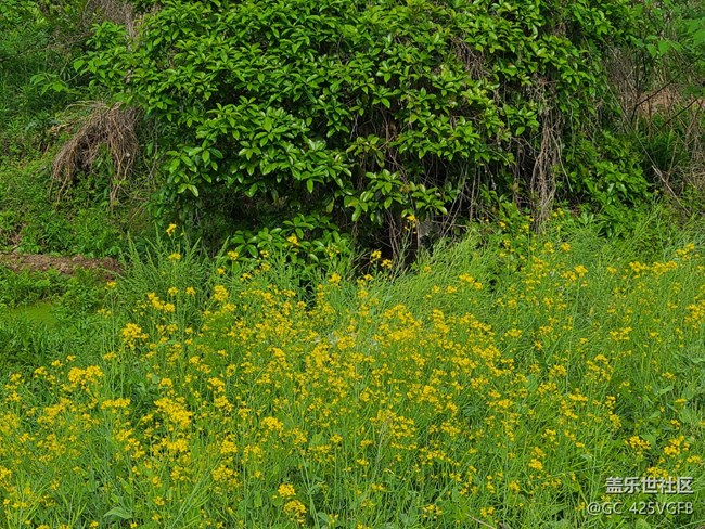 【菜花香】菜花飄香