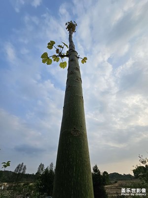 【最美人間四月天】+ 綠色的季節(jié)