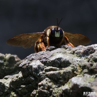 【最美人間四月天】+蜂花